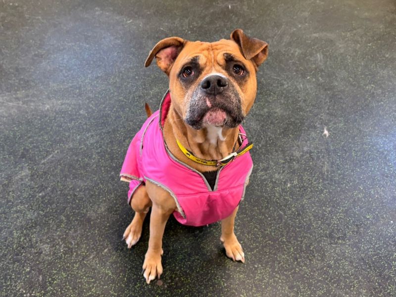 Mia, a 6 years old female Boxer available for adoption from Dogs Trust in Canterbury, Kent