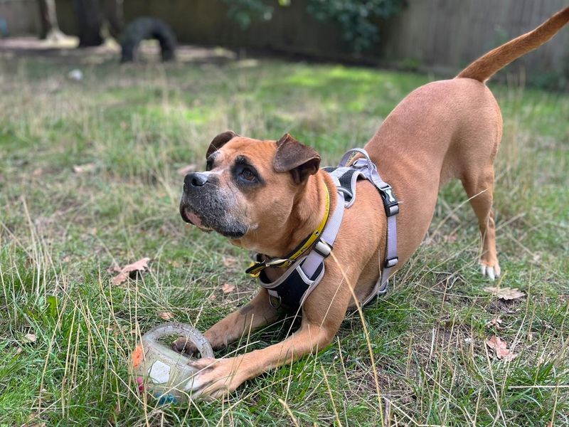 Mia | Boxer Cross | Canterbury - 3