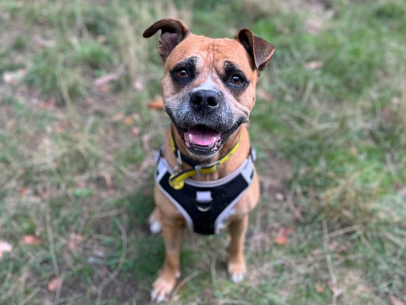 Mia | Boxer Cross | Canterbury - 5