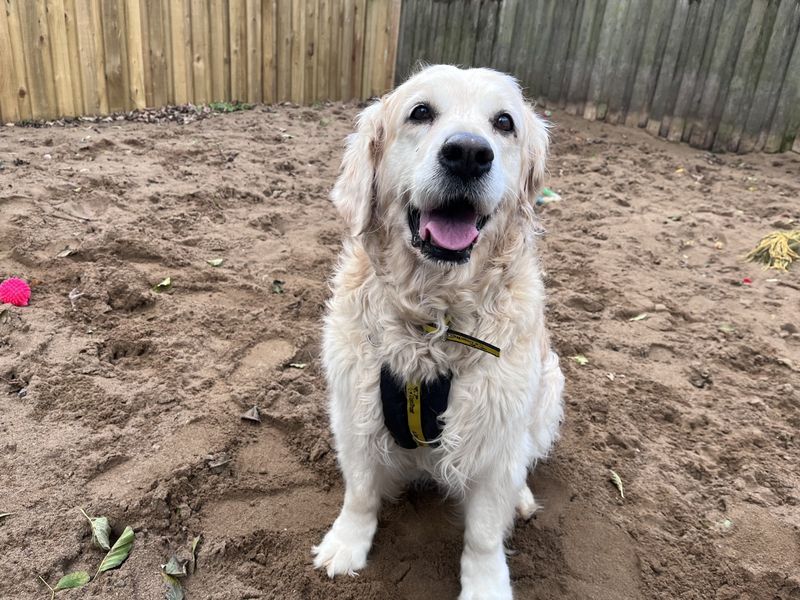 Willow | Retriever (Golden) | Ilfracombe - 1