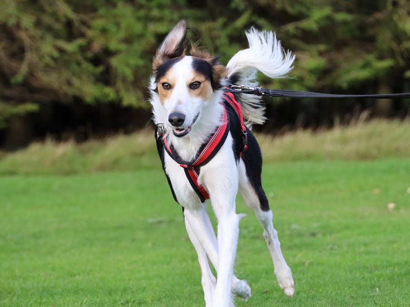 Border Collie for adoption in Leeds, Yorkshire – 1 year old
