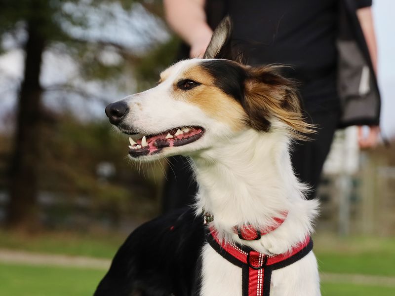 Border Collie for adoption in Leeds, Kent – 1 year old - Image 3 of 5