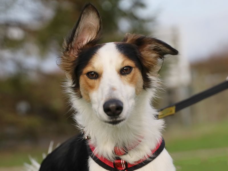 Border Collie for adoption in Leeds, Kent – 1 year old - Image 4 of 5