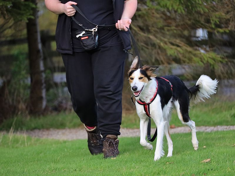 Border Collie for adoption in Leeds, Kent – 1 year old - Image 5 of 5