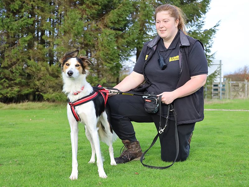 Border Collie for adoption in Leeds, Kent – 1 year old - Image 2 of 5