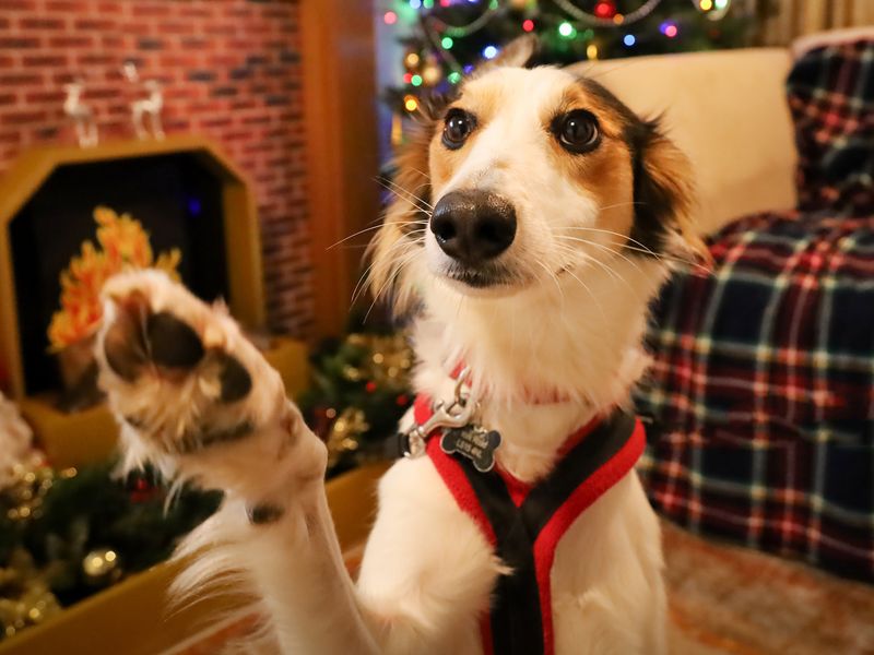 Gary, a 2 years old male Saluki X Collie available for adoption from Dogs Trust in Leeds, West Yorkshire