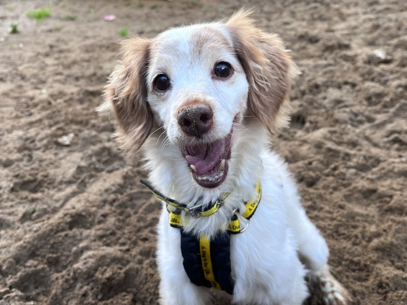Cocker Spaniel for adoption in Ilfracombe, North Devon – 10 years old