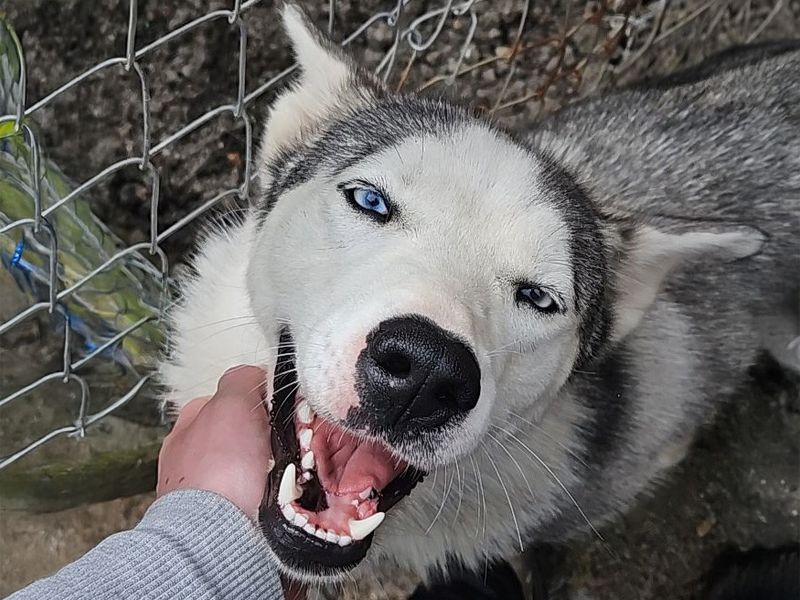 Siberian Husky for adoption in Sadberge, Co Durham – 2 years old