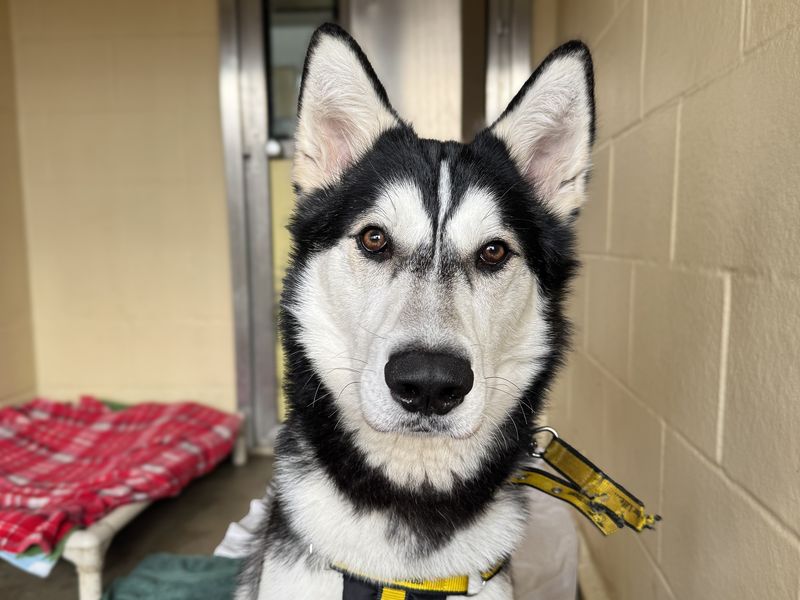 Diesel, a 2 years old male Unknown available for adoption from Dogs Trust in Basildon, Essex