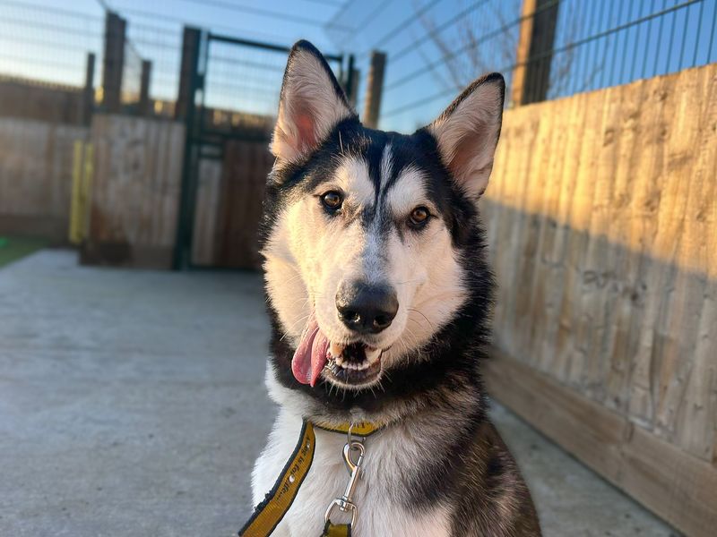 undefined | Siberian Husky | undefined - 10