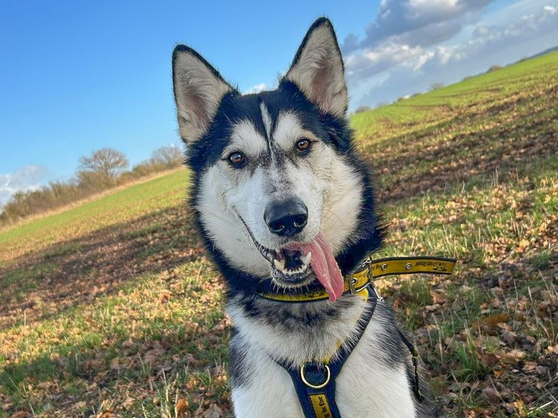 undefined | Siberian Husky | undefined - 2