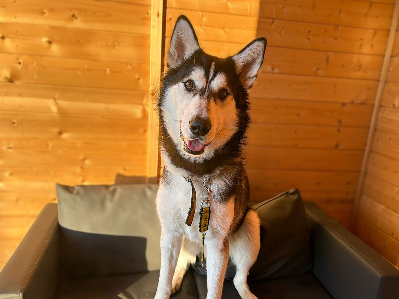 undefined | Siberian Husky | undefined - 11
