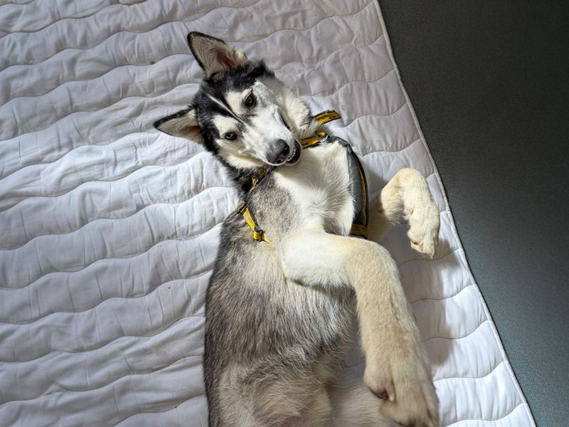 undefined | Siberian Husky | undefined - 8
