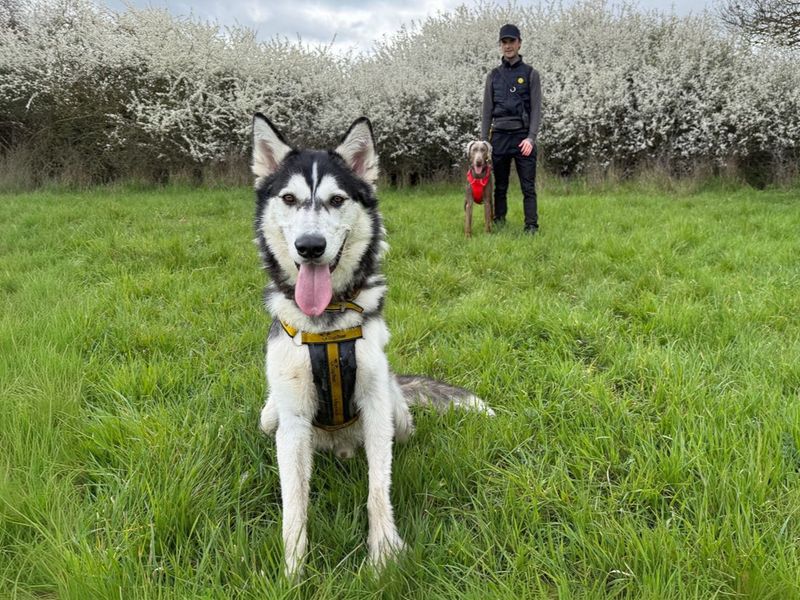 undefined | Siberian Husky | undefined - 15