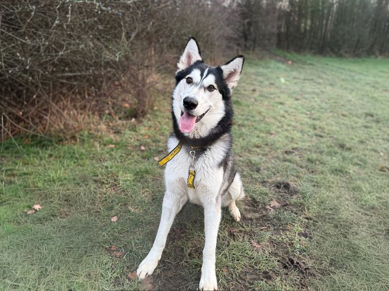 undefined | Siberian Husky | undefined - 5