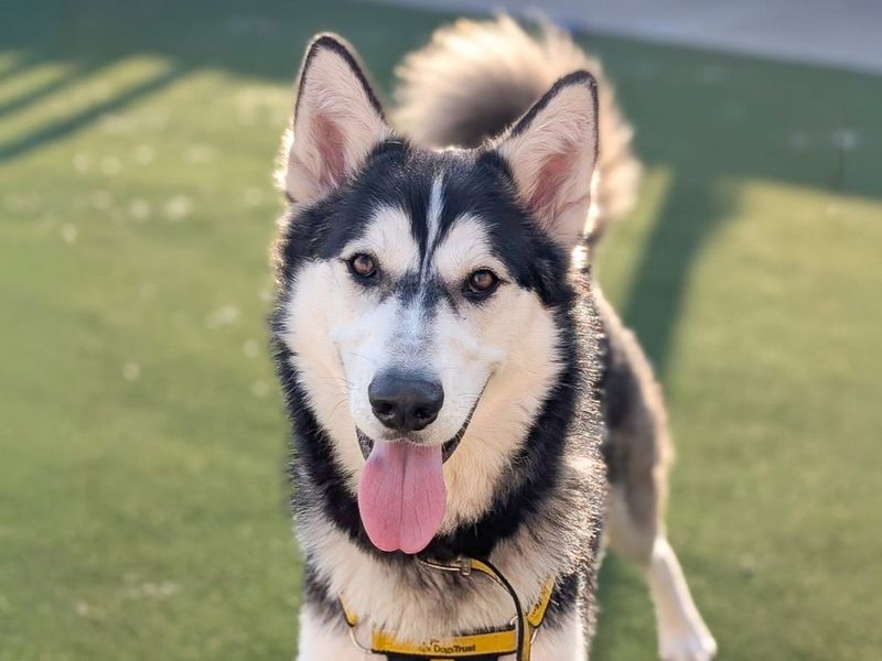 undefined | Siberian Husky | undefined - 1