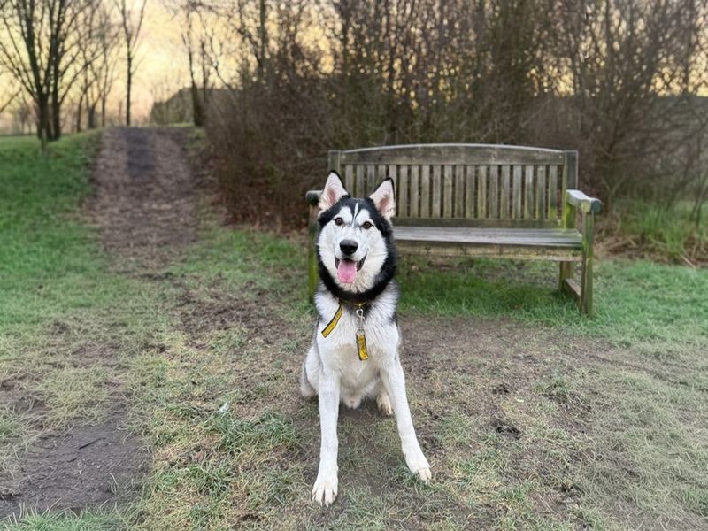 undefined | Siberian Husky | undefined - 9