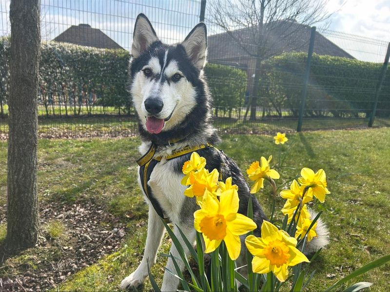 undefined | Siberian Husky | undefined - 12