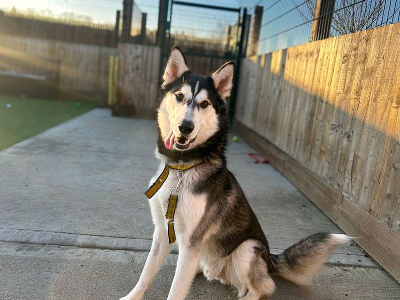 undefined | Siberian Husky | undefined - 13