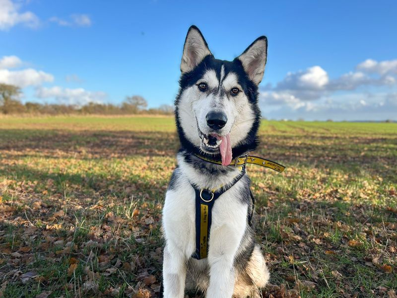 undefined | Siberian Husky | undefined - 14