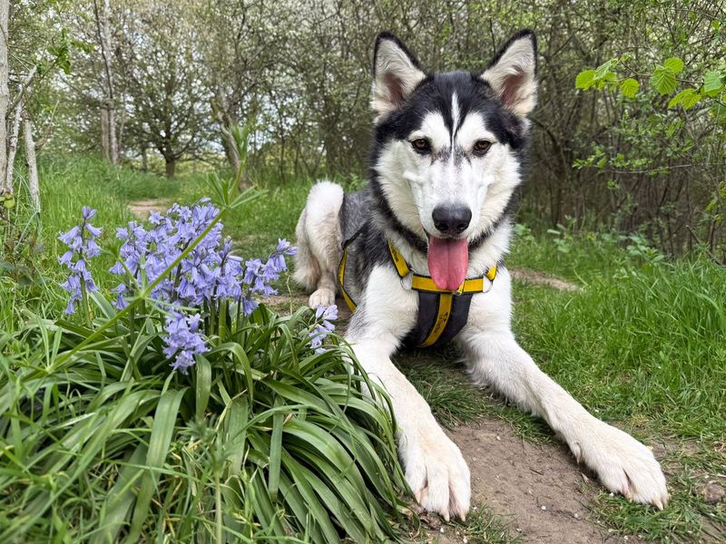 undefined | Siberian Husky | undefined - 17
