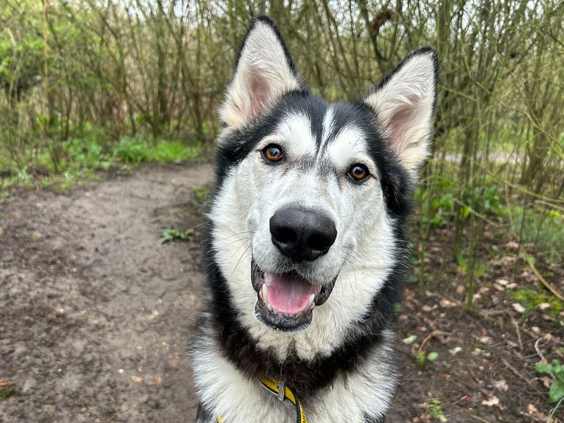 undefined | Siberian Husky | undefined - 18