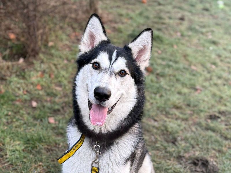 undefined | Siberian Husky | undefined - 7