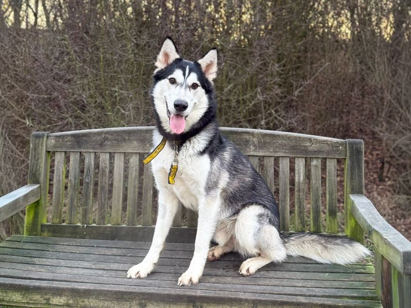 undefined | Siberian Husky | undefined - 16