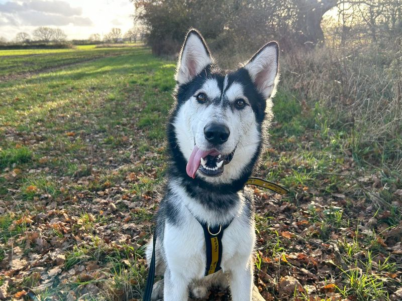undefined | Siberian Husky | undefined - 3