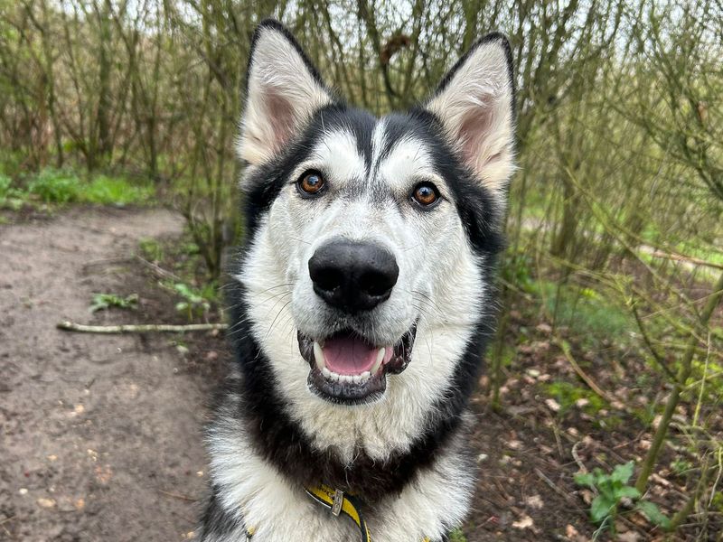 undefined | Siberian Husky | undefined - 6