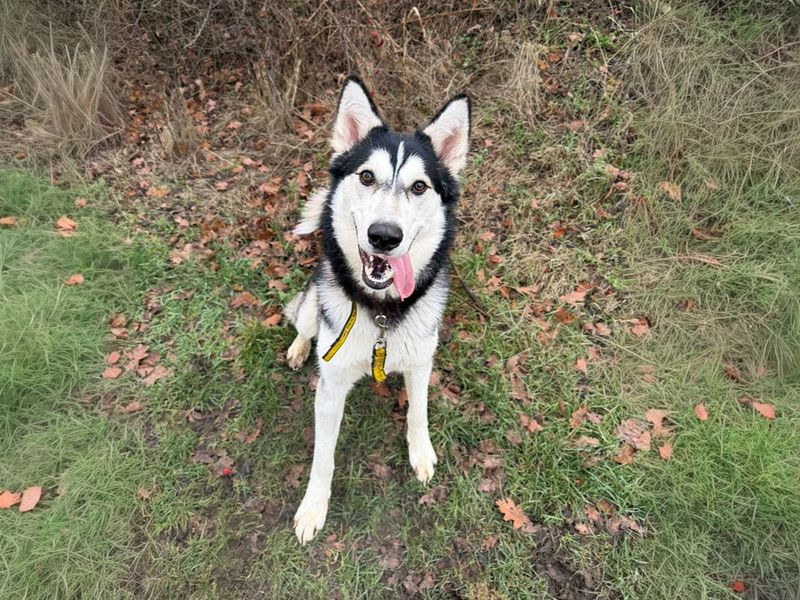 undefined | Siberian Husky | undefined - 4