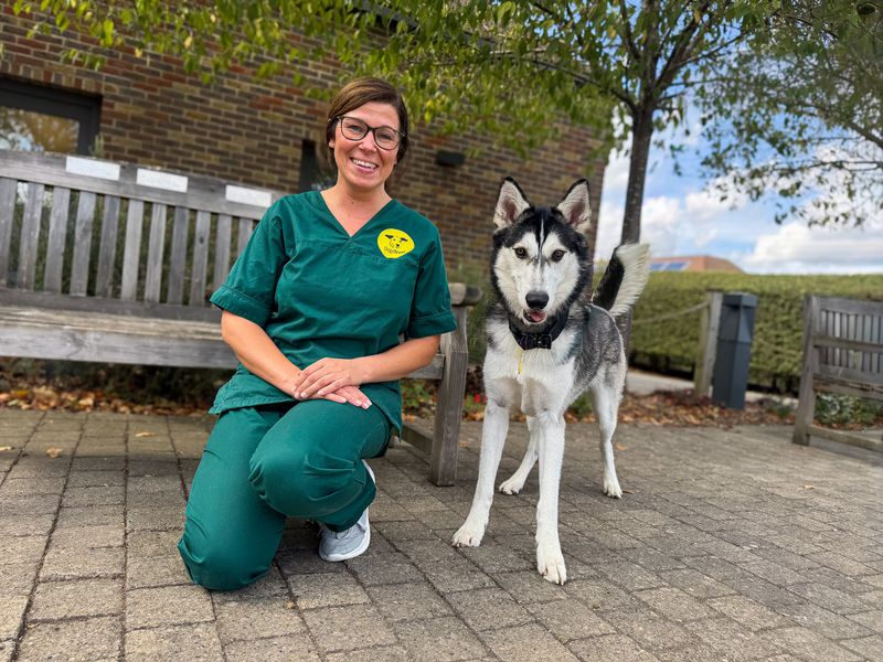 Diesel | Siberian Husky | Basildon (Essex) - 7