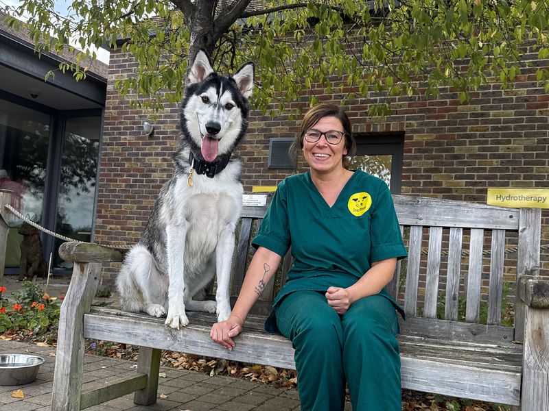 Diesel | Siberian Husky | Basildon (Essex) - 12