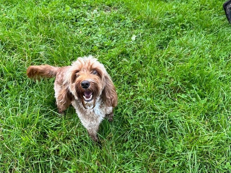 Poodle for adoption in Mid Glamorgan, Wales – 1 year old - Image 2 of 2