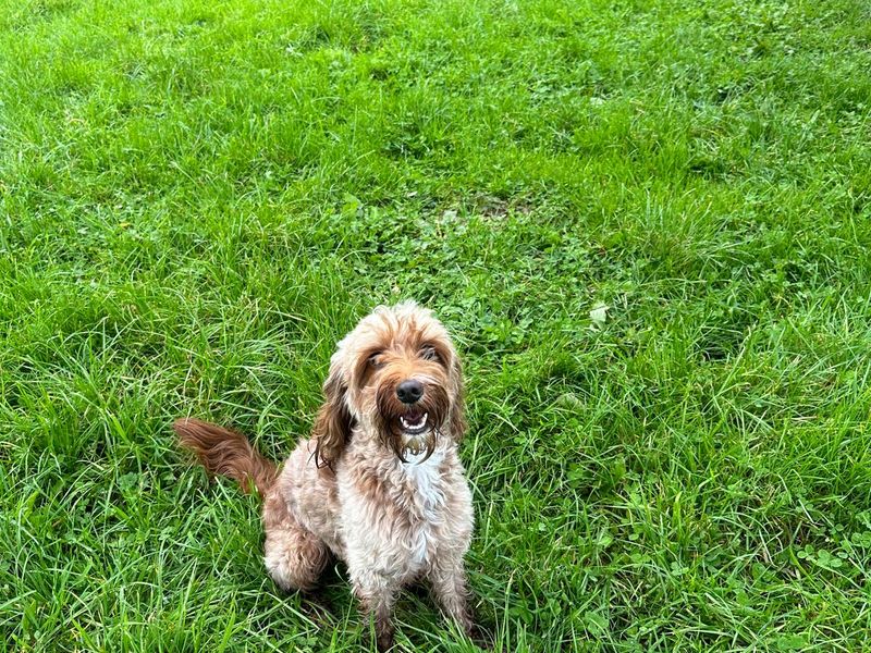 Bailey | Poodle (Miniature) Cross | Bridgend (Wales) - 1