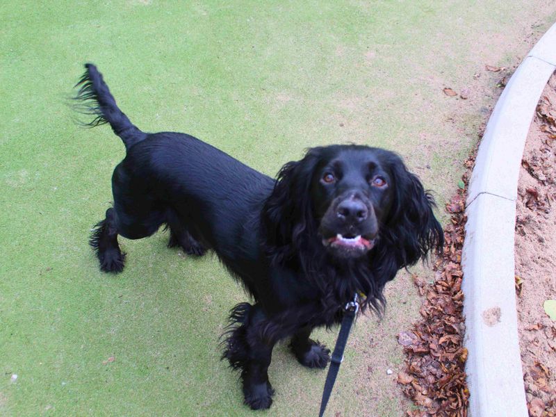 Cocker Spaniel for adoption in Manchester, Greater Manchester – 2 years old