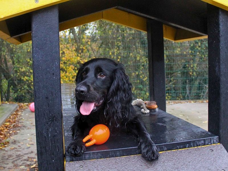 undefined | Spaniel (Cocker) | undefined - 11