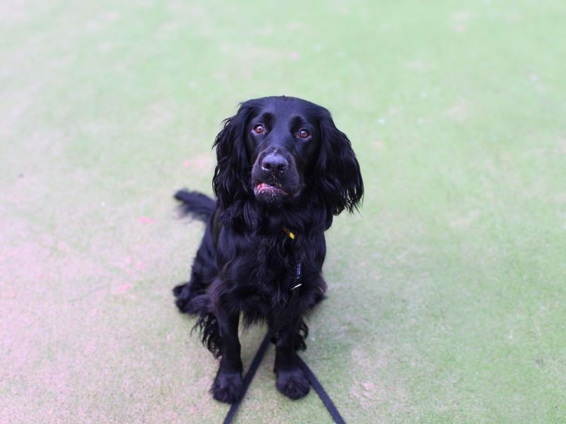 undefined | Spaniel (Cocker) | undefined - 4