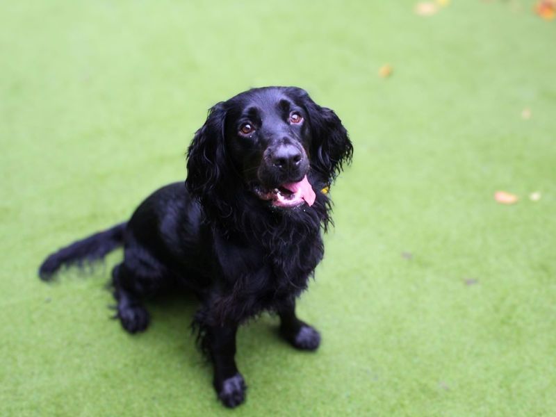 undefined | Spaniel (Cocker) | undefined - 13