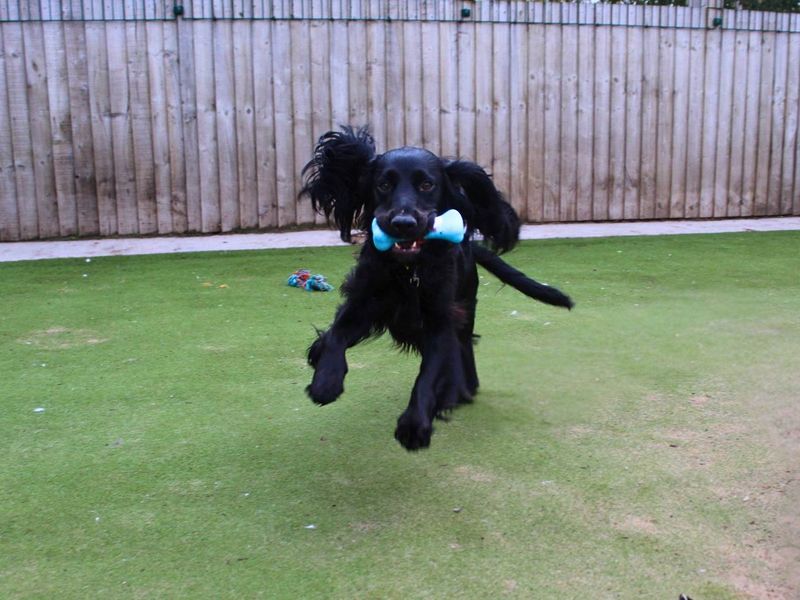 Wilson | Spaniel (Cocker) | Manchester - 1