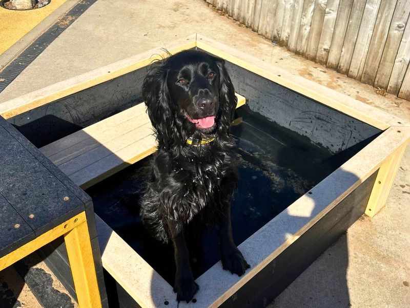 undefined | Spaniel (Cocker) | undefined - 12