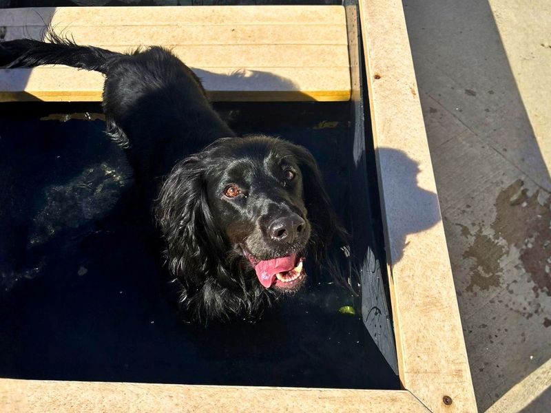 undefined | Spaniel (Cocker) | undefined - 6