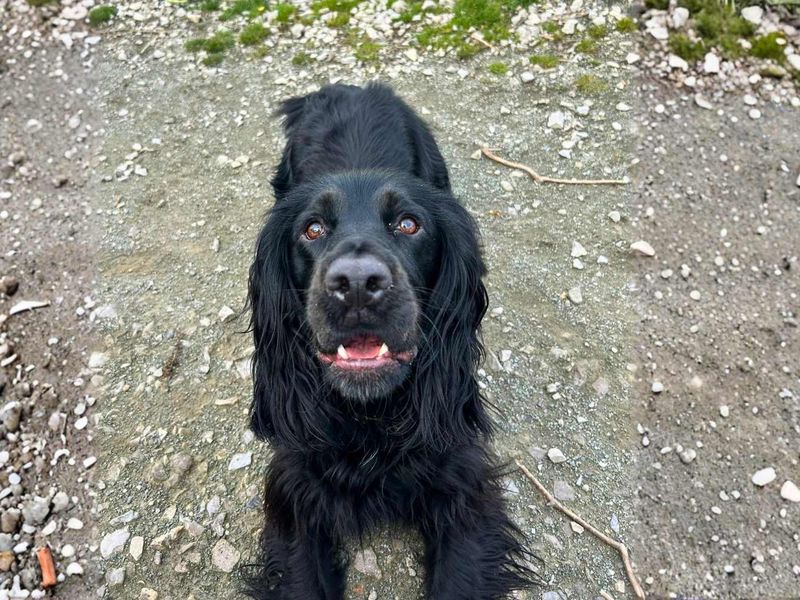 undefined | Spaniel (Cocker) | undefined - 10