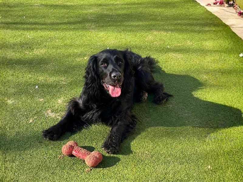 undefined | Spaniel (Cocker) | undefined - 2