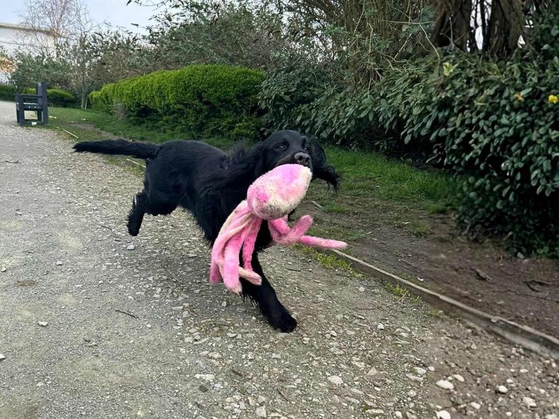 undefined | Spaniel (Cocker) | undefined - 9