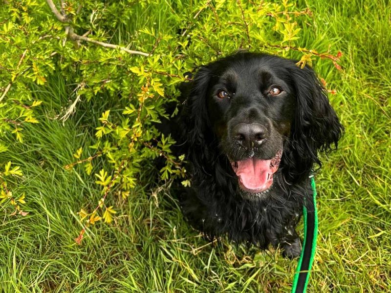 undefined | Spaniel (Cocker) | undefined - 5