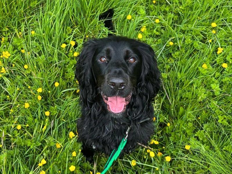 undefined | Spaniel (Cocker) | undefined - 8