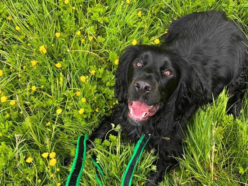 undefined | Spaniel (Cocker) | undefined - 3