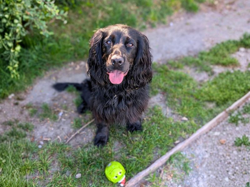 undefined | Spaniel (Cocker) | undefined - 7