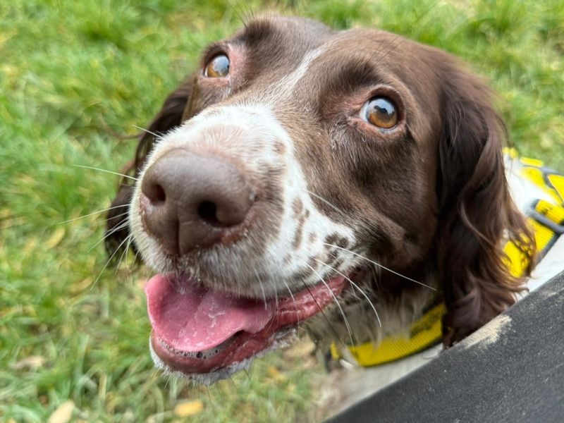 Springer Spaniel for adoption in Telford, Shropshire – 7 years old